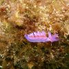 Gasteropode Nudibranche Flabelline 2B
